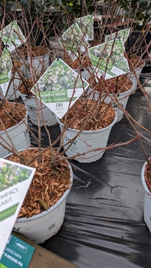 Surbær / Aronia ‘Revontuli’